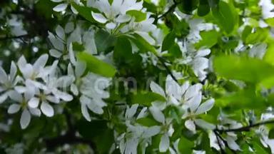 白苹果中国树的开花。 大自然春景带开枝.. 高清视频画面1920x1080